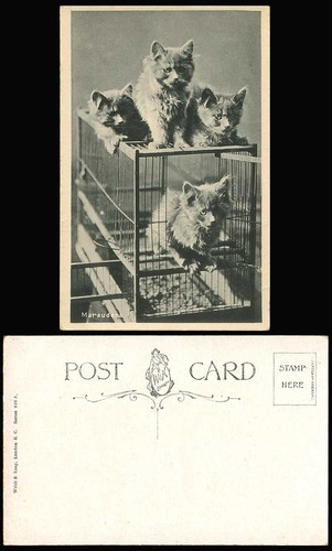 Cats kittens birdcage - birdcage, bird