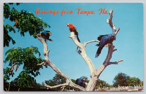 Cartolina saluti tampa - cartolina,