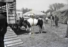 Bell Bros Circus - Liberty