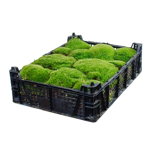 Ecodecs muschio vivo presepe - ecodecs,