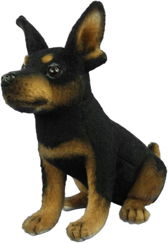 Bh8423 hansa pinscher 16 - bh8423,