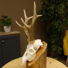 Corna Di Capriolo In Caccia