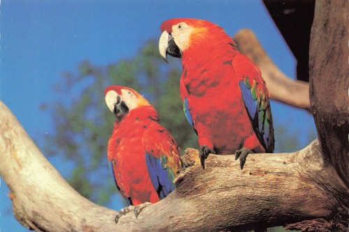 Cartolina scarlet ara - cartolina,