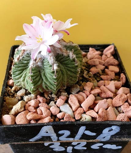 Aztekium ritteri 2 cm - aztekium,