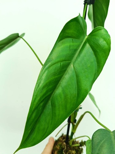 Philodendron dolichogynium - philodendron,