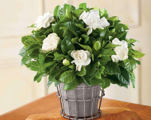 Gardenia jasminoides pianta - , in