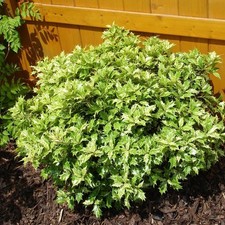 1 PIANTA DI OSMANTHUS TRICOLOR