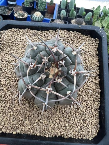 Vendita raro cactus