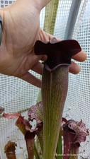 Sarracenia  " Alata Red Giant" –  size L piante carnivore-carnivorous plants