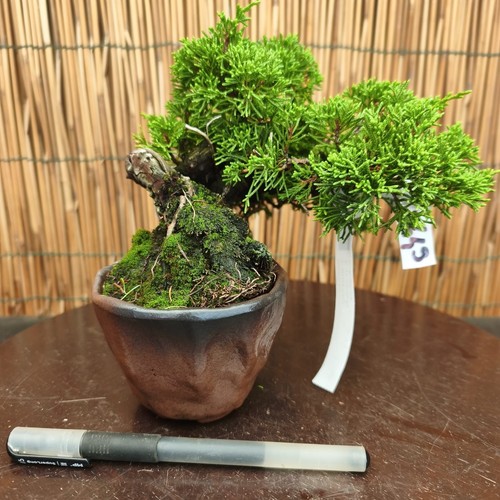 Bonsai shohin ginepro h - bonsai,