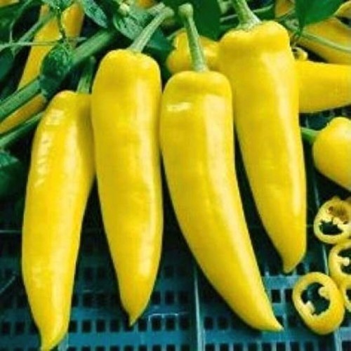 Semi peperoncino ungaro - 30, di