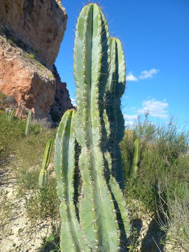 Giant cereus uruguayanus 30 - giant,