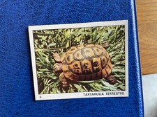 PANINI ALBUM IL MONDO DEGLI ANIMALI 1970 TARTARUGA TERRESTRE N 9