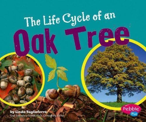 The life cycle oak - life, of