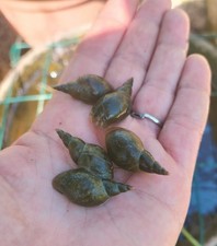 5 Lymnaea Stagnalis Lumache