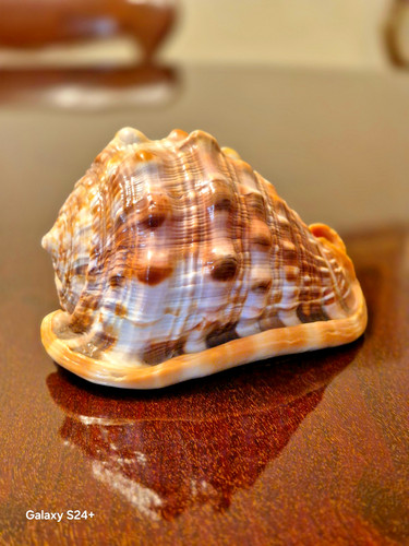 Splendida conchiglia naturale - ,