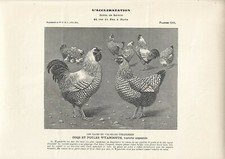 Stampa antica GALLI e GALLINE razza WYANDOTTE 1912 Antique print