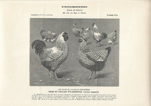 Stampa antica galli galline - stampa,