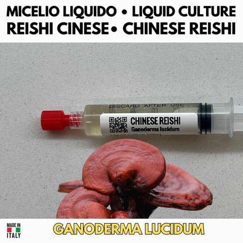 Reishi cinese coltura - coltura, liquida