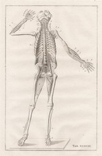 Scheletro Umano Muscoli - Eustachio Anatomia Medicina Incisione In Rame 1800