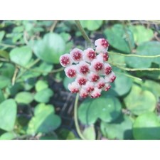 🌸Hoya kerrii pianta verde