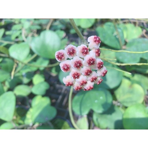 Hoya kerrii green - 🌸hoya, 4"