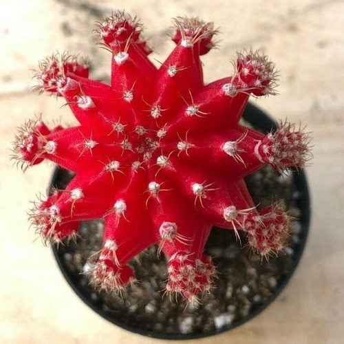 Gyncocaleum mihanovichii - gyncocaleum,
