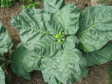 1000 semi di tabacco da