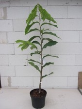 Asimina triloba wells - -, pozzi