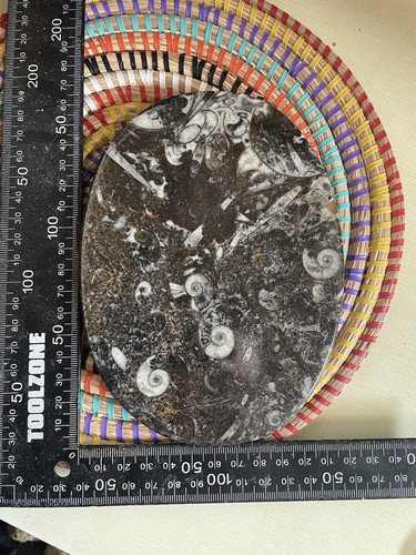 Goniatite and orthoceras - goniatite,