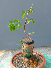 BONSAI DI BOUGANVILLEA 35x10cm