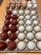 UOVA FECONDE, FERTILI