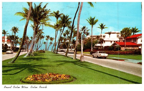 Palm beach royal way - palm,