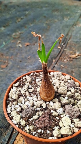 Ammocharis coranica succulente