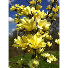 Magnolia gialla brookynensis - magnolia,