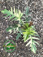 Philodendron Florida Beauty x