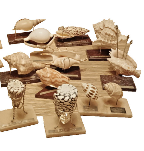 Conchiglie collezione 20 - collezione,