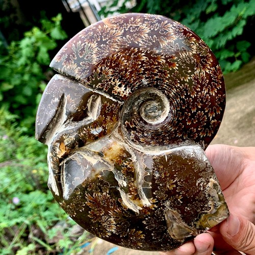 Libbre raro tentacolo - raro!,