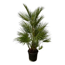 Palma nana europea Chamaerops