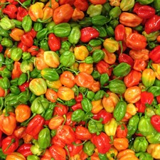 Aji Dulce Pepper Seeds | Mild