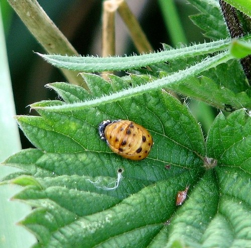 Photo 6x4 spot ladybird - 6x4, 7-spot