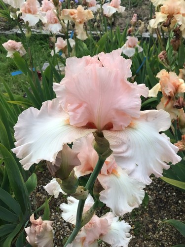 Iris pink invasion - iris, tb,