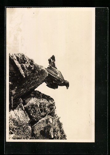 Cartolina fotografica aquila - fotografica,