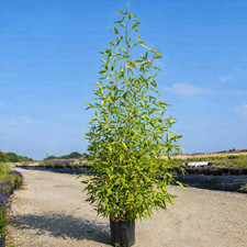 Bambu' "Bambusa phyllostachys