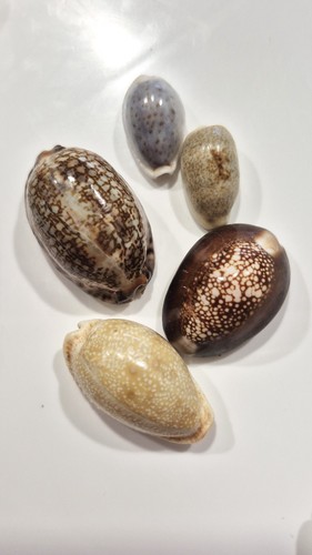 Ciprea mix bargain - ,