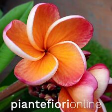 Plumeria BANGKOK FIRE Cutting & Plant - thai pomelia strong orange scent