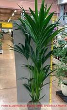 1 PIANTA DI KENTIA KENZIA IN VASO 17CM DA INTERNO APPARTAMENTO