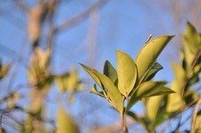 Obiettivo Contax Carl Zeiss