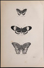 1869 - Farfalle: Nymplate