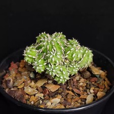 1 pezzo 5-6 cm cactus vivo